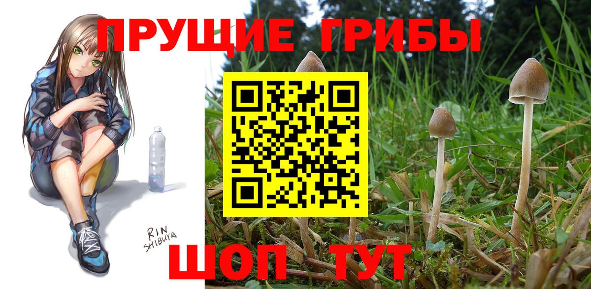 Павловский Посад  Галлюциногенные грибы Psilocybe  Вход с VPN 